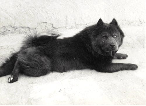 A beautiful image of one of her blue dogs. This could possibly be "Bo", who she described to have such a smooth coat Courtesy Georgia O'Keeffe Museum