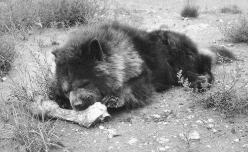 All I can see is this chow stealing one of Georgia's painting props- Courtesy Georgia O'Keeffe Museum