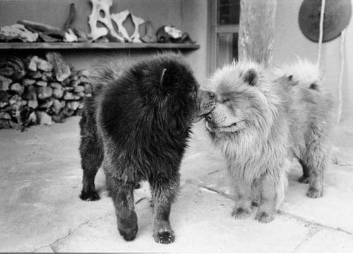 A beautiful image of 2 of O'Keeffe's chows Courtesy Georgia O'Keeffe Museum