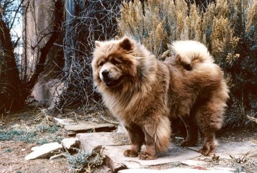 Georgia O'Keeffe's red chow...possibly Jingo who died shortly before she did. Photo taken after 1972 -Courtesy Georgia O'Keeffe Museum