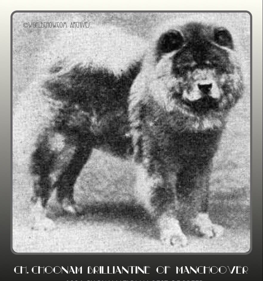 1926 CH. choonam brilliantine of manchoover large screenshot (1)