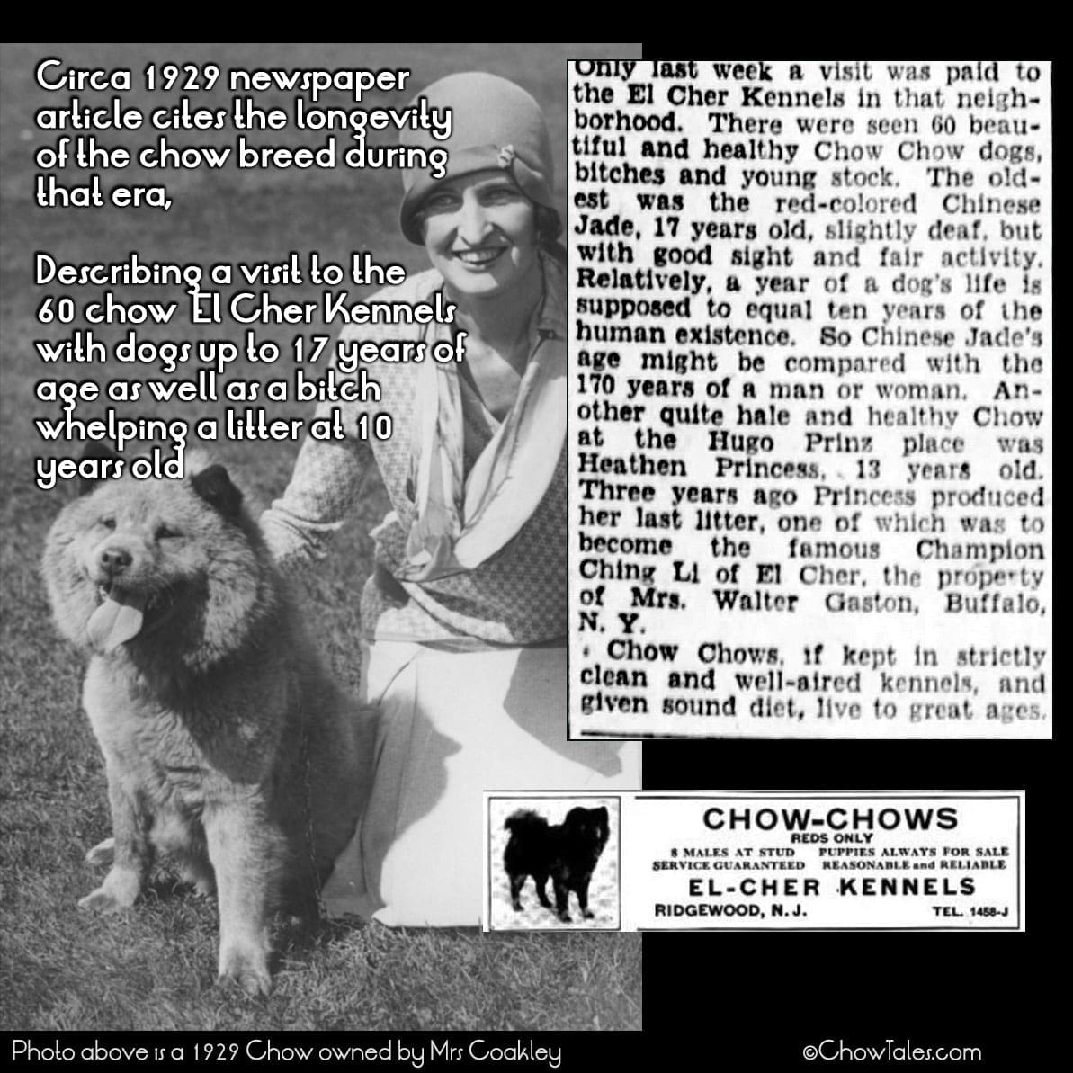 1929 Old chows AT El Cher Kennels