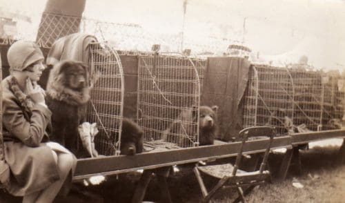 An extremely rare 1920's  peek at a chow benching area. This photo is in my personal collection. 