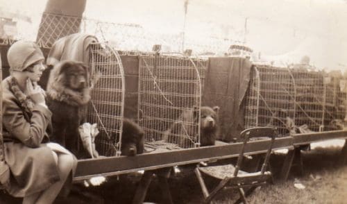 An extremely rare 1920's peek at a chow benching area. This photo is in my personal collection.