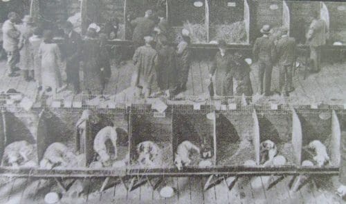Benching at Crufts in 1891