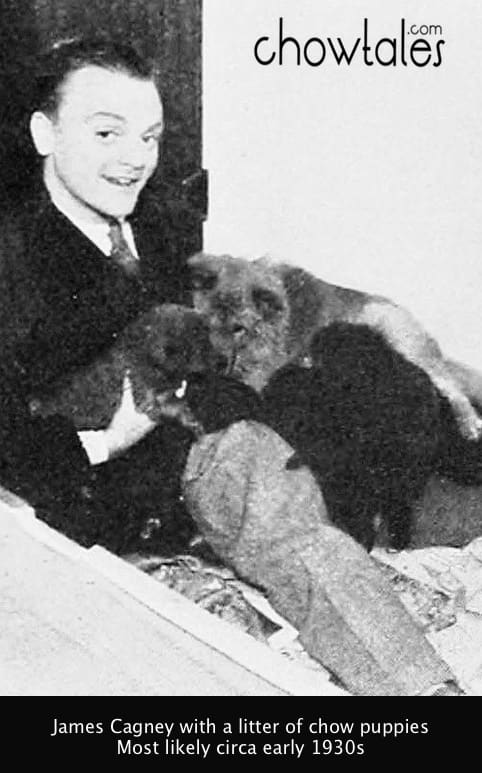 James Cagney chow puppy litter