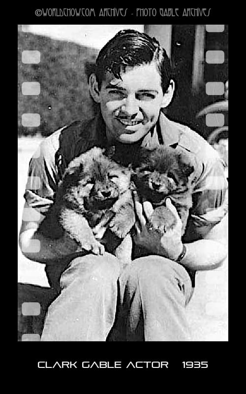 CLARK GABLE WITH CHOW PUPPIES circa 1935 (courtesy the Gable Archive)