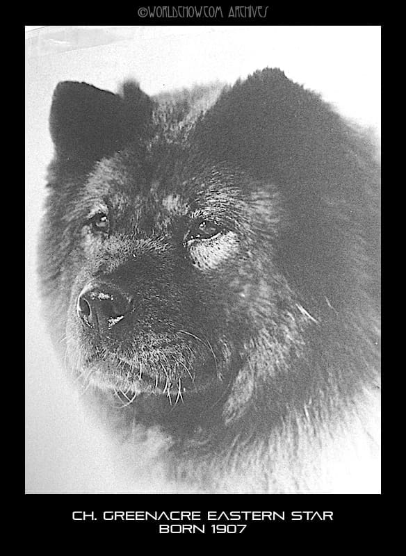 EASTERN STAR WON WESTMINSTER OVER AN ENTRY OF 52 CHOWS IN 1914