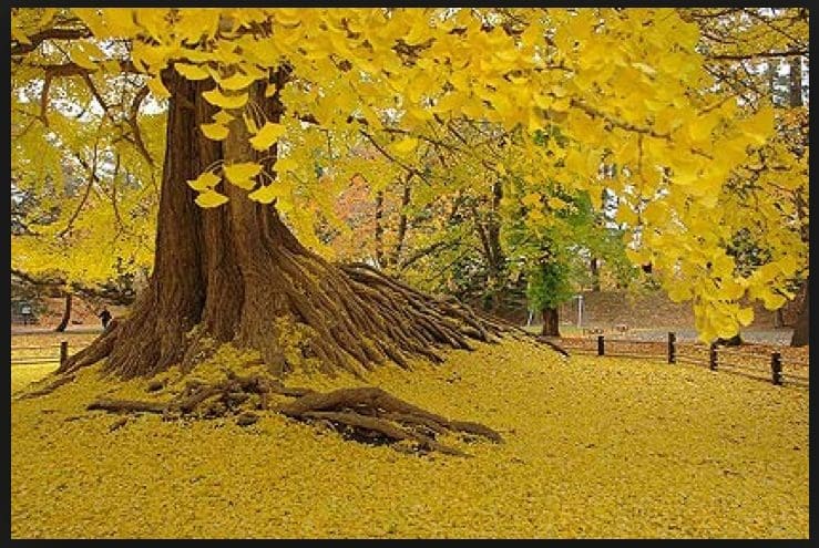 THE BREATHTAKING GOLDEN YELLOW COLORATION OF THE GINKGO IN THE AUTUMN