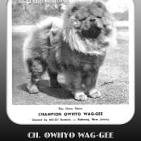 1950 NATIONAL WINNER CHAMPION OWHYO WAG-GEE MIL GIL KENNELS