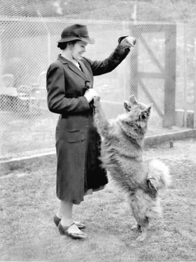 Freud's chow in luxury quarantine quarters in london Ling, the four and a half year old chow bitch who arrived in London with her famous master, Professor Sigmund Freud, has taken up residence in North Kensington at the only quarantine kennels in London, and the only kennels in London which have been formed out of human dining and drawing rooms. Ling is one of a large family of dogs undergoing their compulsory six months detention as the guests of Mr Kevin Quin, an ex-army veterinary surgeon, and his wife. Professor Freud has made telephone inquiries about Ling's health and the dog has barked happily back may be purchased here. http://www.scienceandsociety.co.uk/results.asp?image=10554628&itemw=4&itemf=0005&itemstep=1&itemx=2&screenwidth=1366