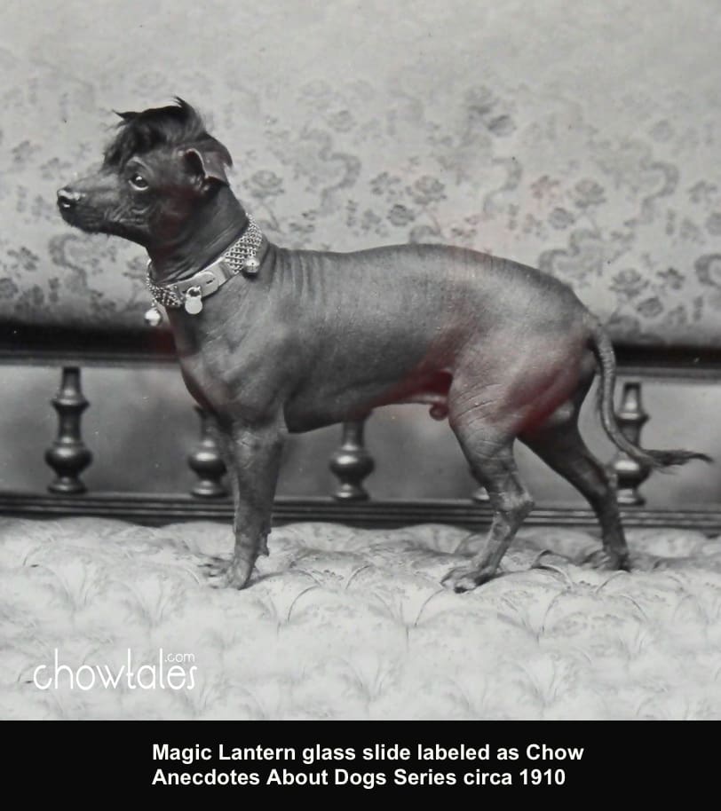 Chow Hairless Anecdotes About Dogs Series Magic Lantern Glass Slide 