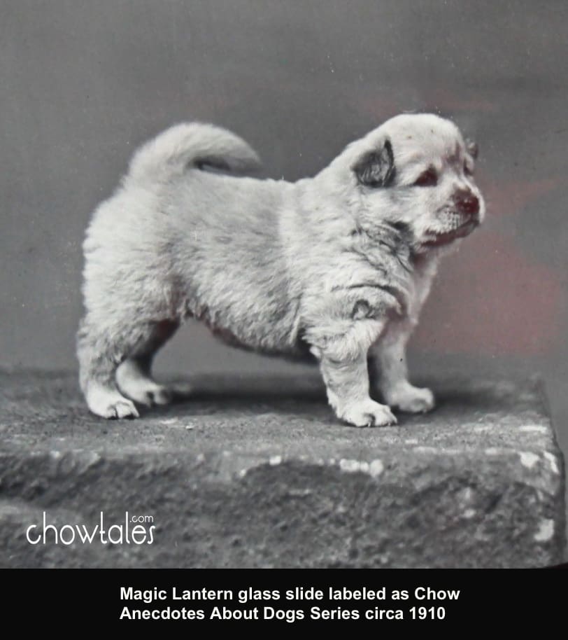 Magic Lantern Glass Slide Chow Pup Anecdotes About Dogs Series 
