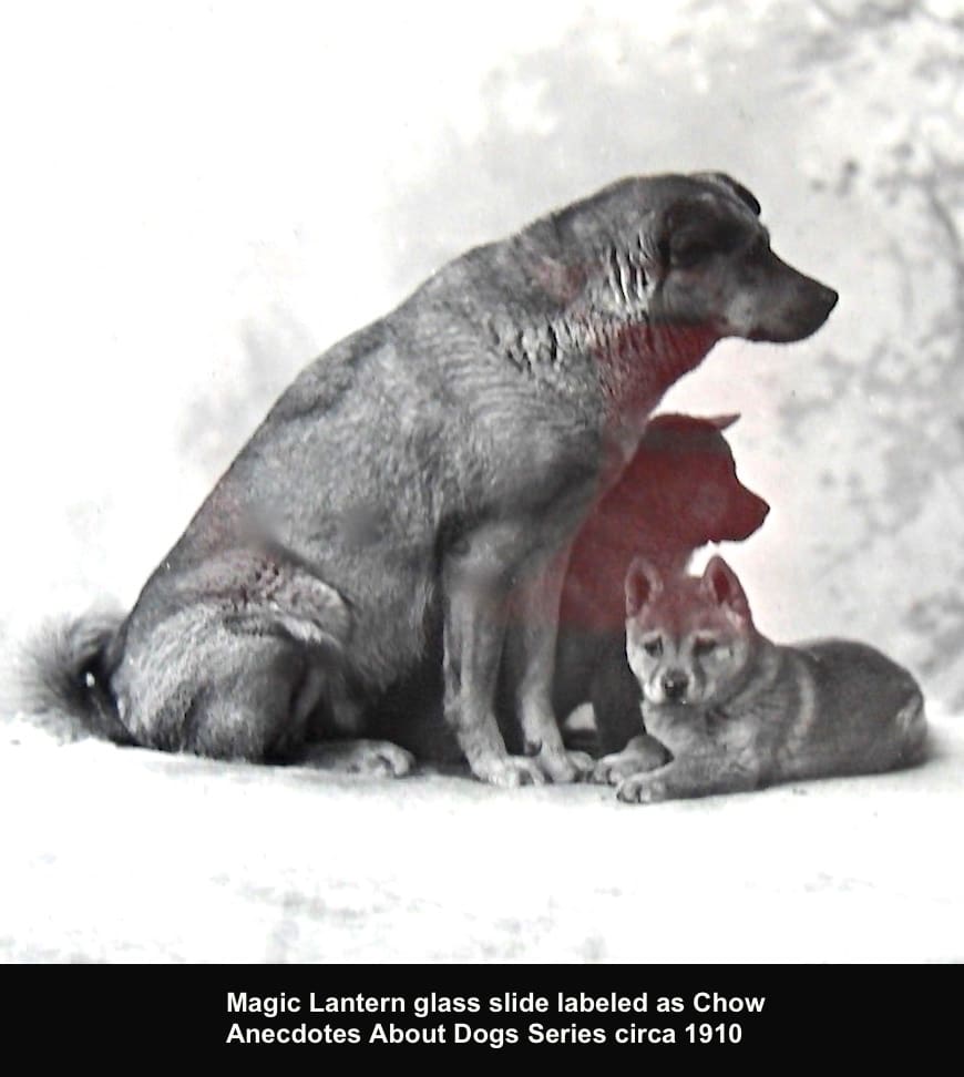 Chow Chow & Pup Anecdotes About Dogs Series Magic Lantern Glass Slide