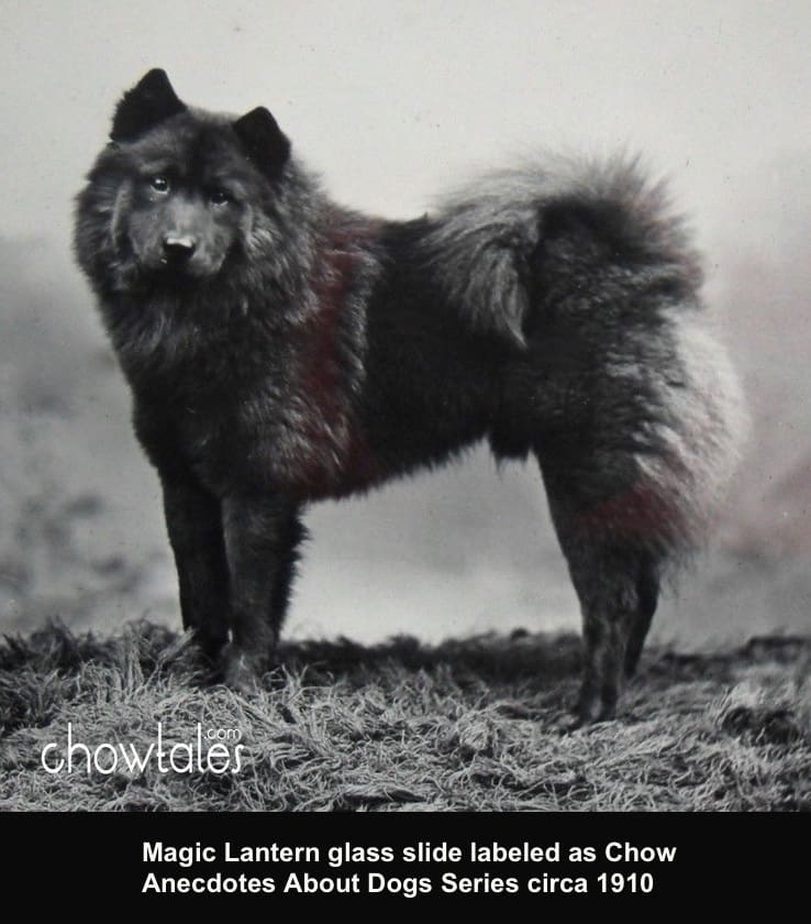 Magic Lantern Glass Slide Chow Chow Black Anecdotes About Dogs Series 