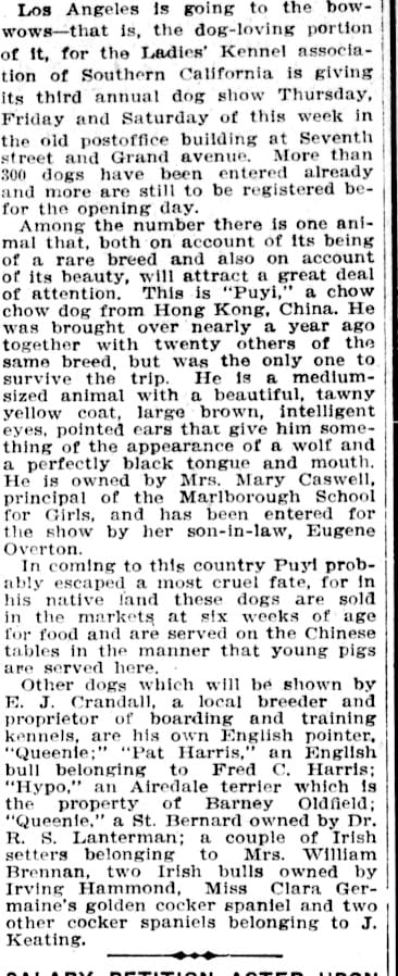 1912 Mrs Overton shows chow pea in Los Angeles her pet imported chow clipping newspaper photo