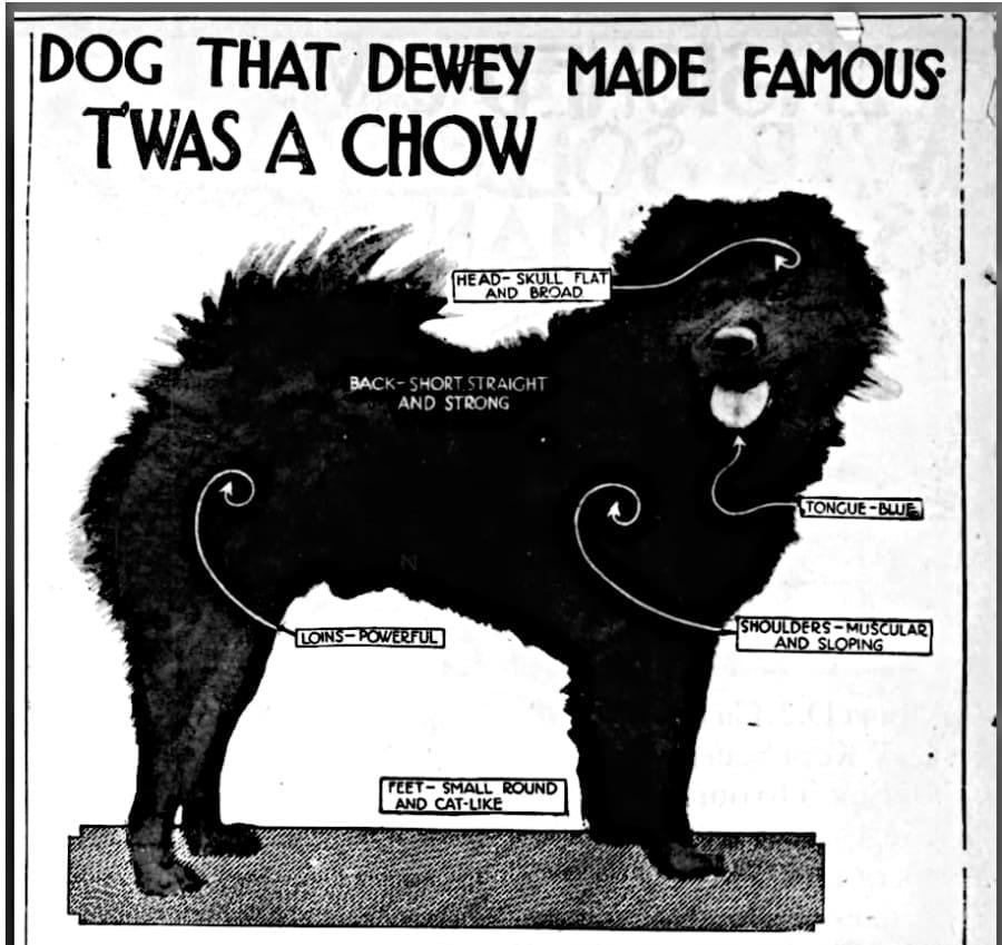 1913 ARTICLE DOG DEWEY MADE FAMOUS WAS A CHOW
