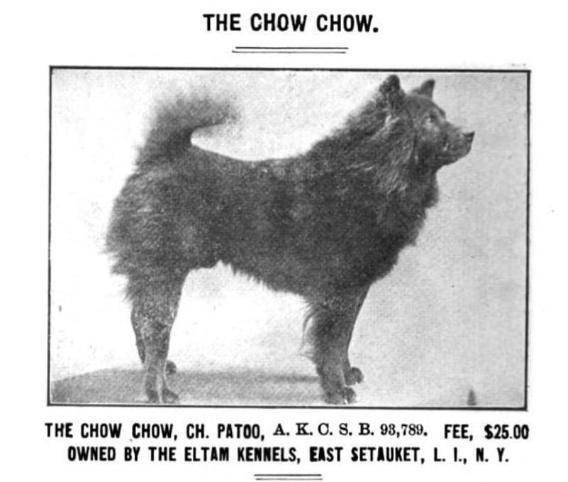 Patoo, the dog the author speaks of in a 1909 ad
