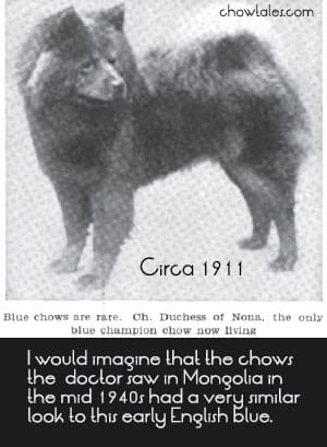1911_chowchow blue