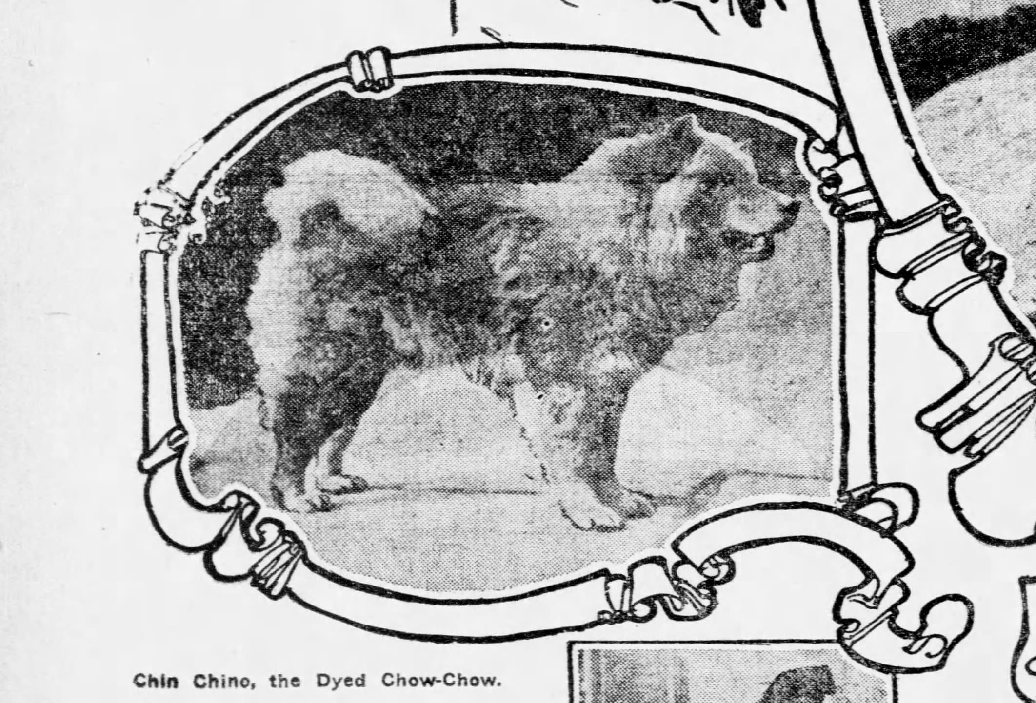 Page 4 Chin Chino article 1907 - Version 4