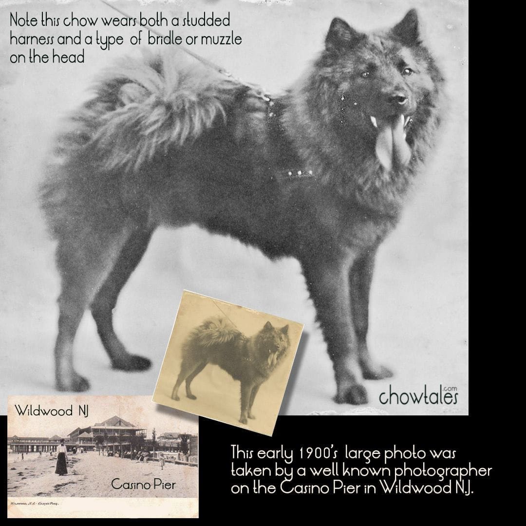 Photo restoration 1900 chow harness