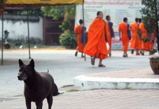 I took this photo at a Chiang Mai Thailand Buddhist temple in 2008