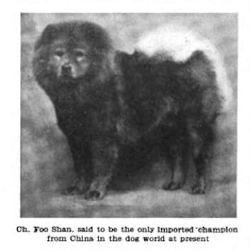 1911 Country Life in America How to buy Chow Dogs from China