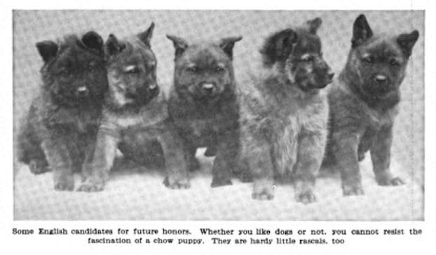 1911 Country Life in America How to buy Chow Dogs from China