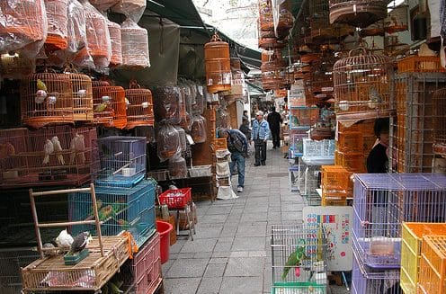 The Hong Kong Bird Market today