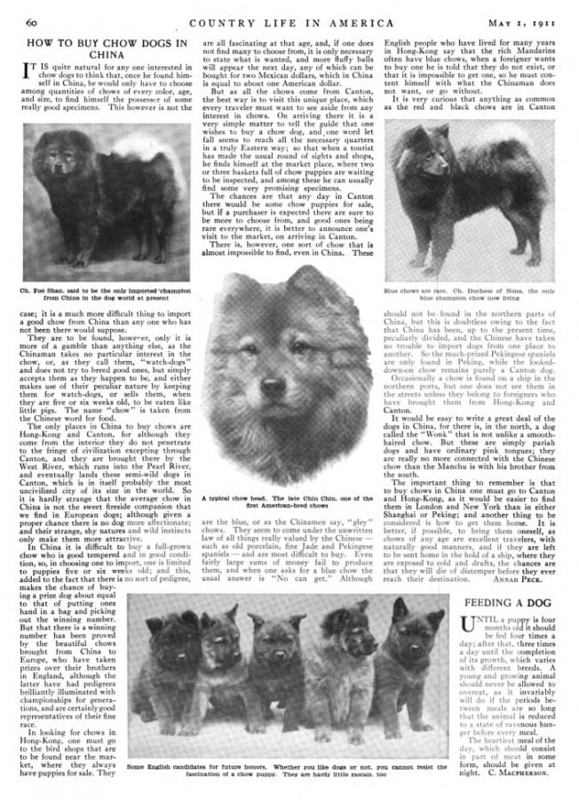 how to buy chow dogs in china country life May 1 1911