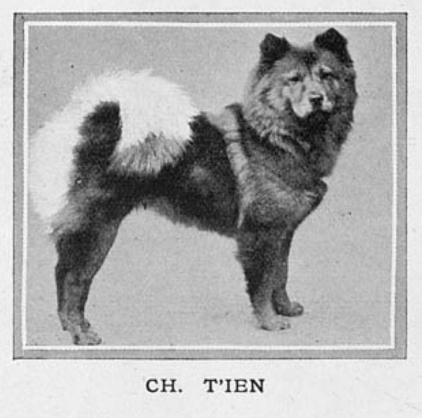 Ch. Ti'en born 1895 First red champion chow bitch 
