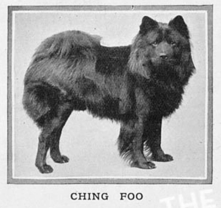Ching Foo owned by Miss Casella
