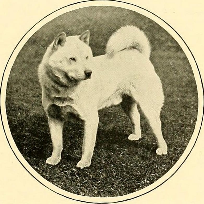 THE HON. MRS. MACLAREN MORRISONS SMOOTH CHOW "FASON"BRED BY MRS. HARRY RAWSON.Photograph by Clarke