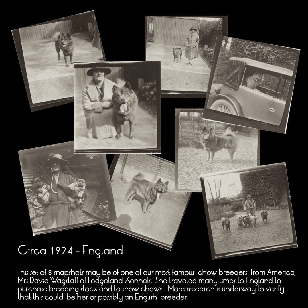 1920s dog breeder england 8 pix collage