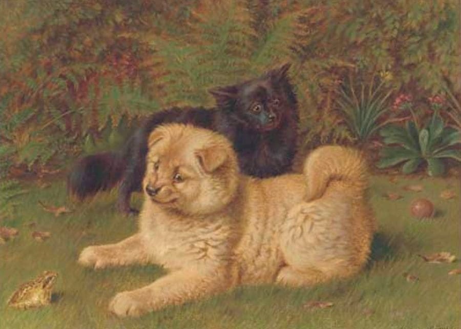 Cauldery Chow and Pomeranian in Garden