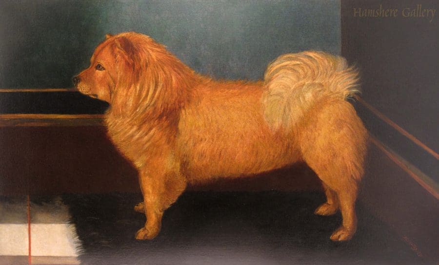 Chow Chow by B Griffiths Circa 1881