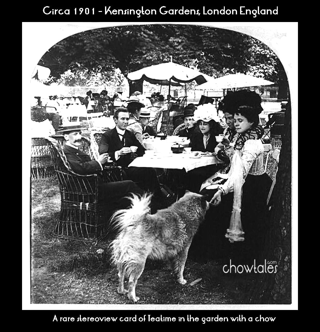 1901-kensington-garden-chow-tea