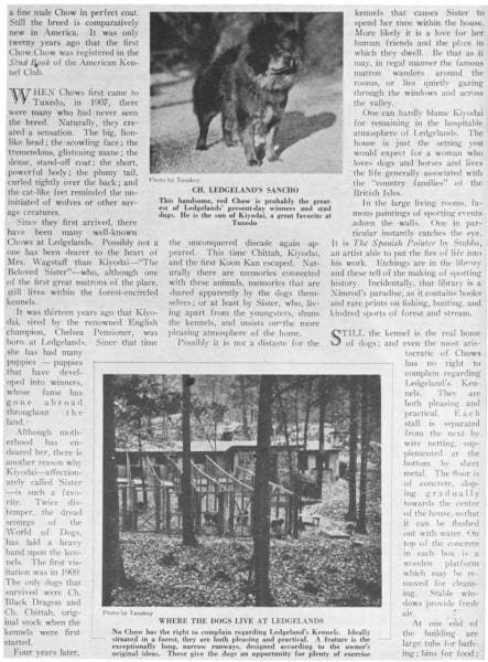 1924 ARTICLE – The Ledgeland’s Kennels of Mrs David Wagstaff - ChowTales